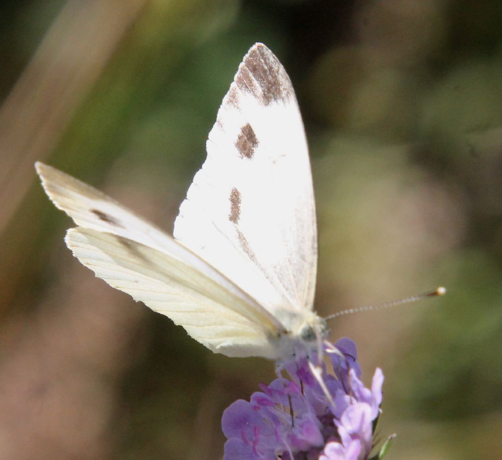 Pieris mannii? No, Pieris napi